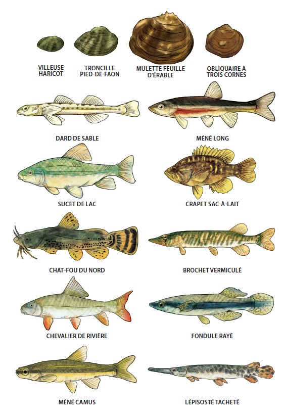 Illustrations en couleur des moules et des poissons des  espèces en péril figurant dans le livre à colorier.