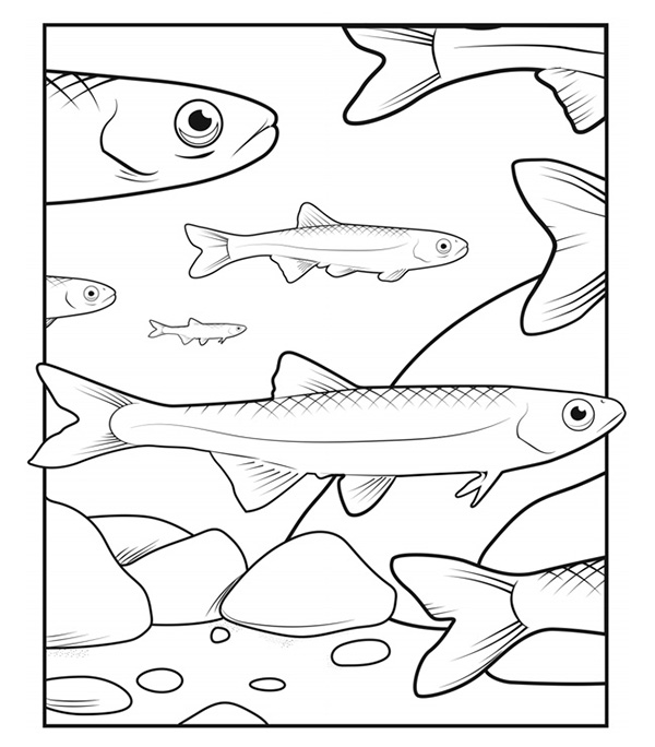 Illustration of a school of eight Carmine Shiner swimming above rocks and boulders.