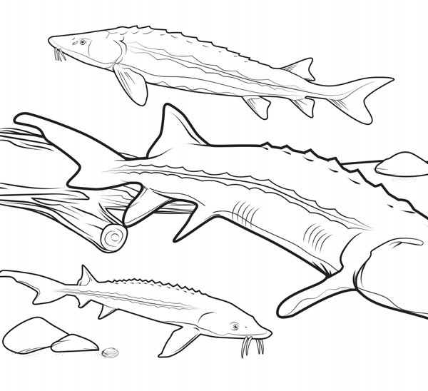 Illustration of three Lake Sturgeon of varying sizes swimming.