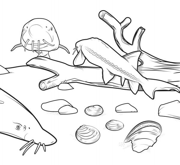 Illustration of four freshwater mussel shells, called Hickorynut, embedded among the fine substrate. Three Lake Sturgeon can be seen swimming nearby.