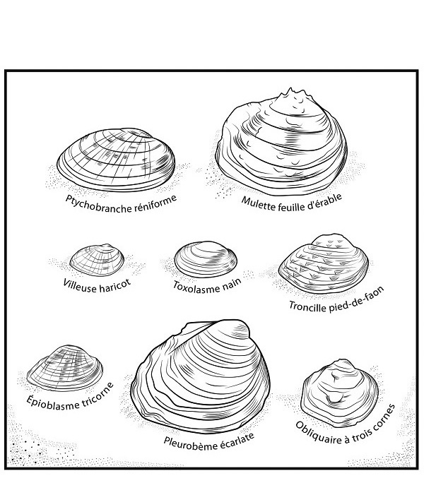 Illustration ode huit tailles différentes d'espèces de moules en péril, y compris l’Ptychobranche réniforme, mulette feuille d'érable, la villeuse haricot, la Toxolasme nain, Troncille pied-de-faon, Épioblasme tricorne, Pleurobème écarlate, Obliquaire à trois cornes.