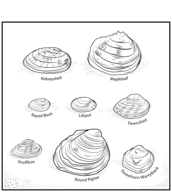 Illustration of eight different sizes of species at risk mussels including Kidneyshell, Mapleleaf, Rayed Bean, Lilliput, Fawnsfoot, Snuffbox, Round Pigtoe and Threehorn Wartyback.