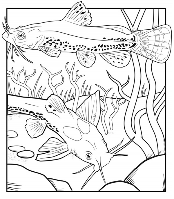 Illustration of two Northern Madtom (fish) swimming among aquatic vegetation with a few rocks along the bottom.