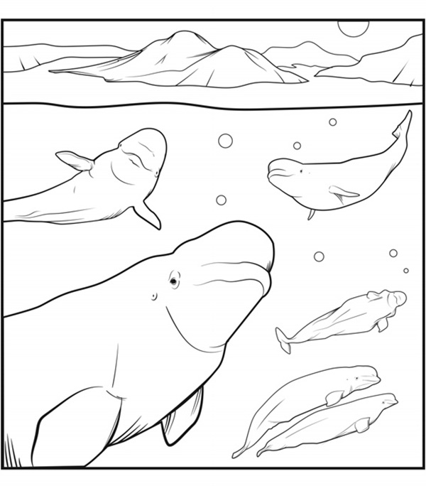 Illustration of six Beluga Whales of various sizes beneath the water with ice above.