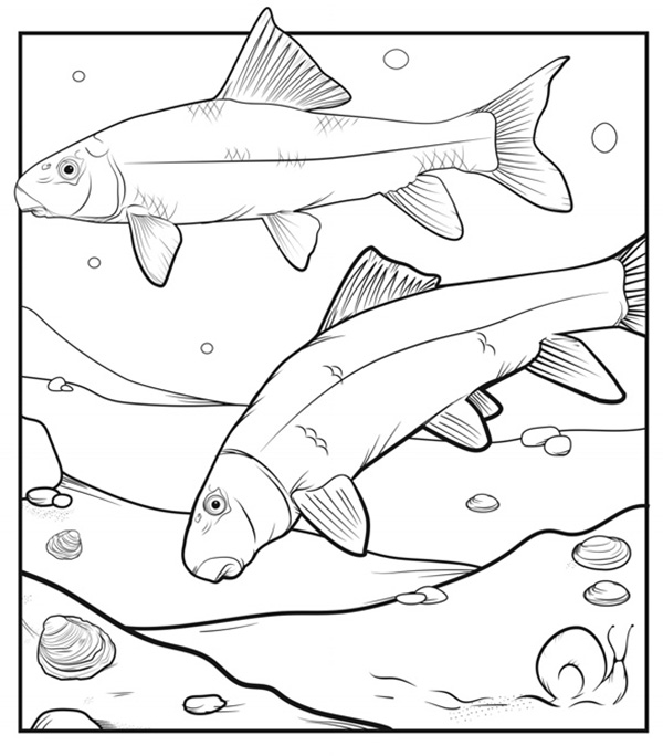 Illustration of two River Redhorse (fish) swimming along the river-bottom with a few mussels and scattered pebbles nearby.