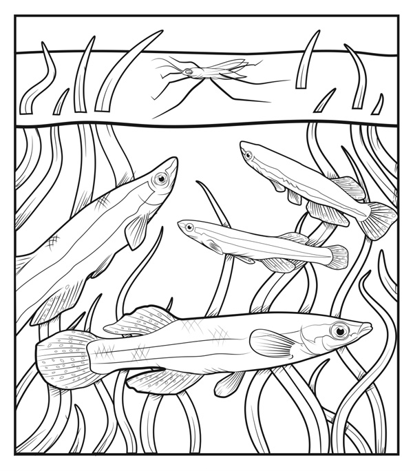 Illustration of four different sizes of Blackstripe Topminnows (fish) swimming among narrow-leaf aquatic vegetation that emerges above the surface.