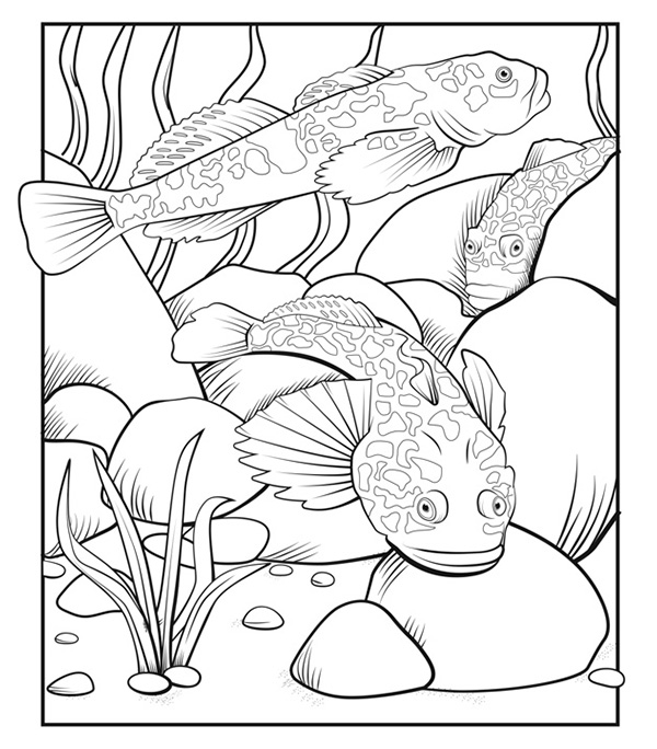 Illustration de deux Chabot des montagnes Rocheuses nageant au fond d'un ruisseau rocheux et d'un troisième se cachant partiellement entre deux rochers sous l'eau.