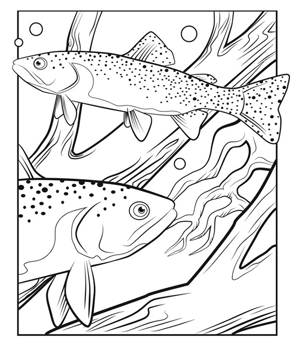 Illustration of two Westslope Cutthroat Trout swimming among logs and tree roots under water.