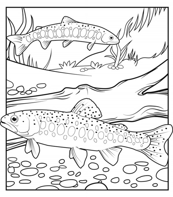 Illustration of two Athabasca Rainbow Trout beneath the water.