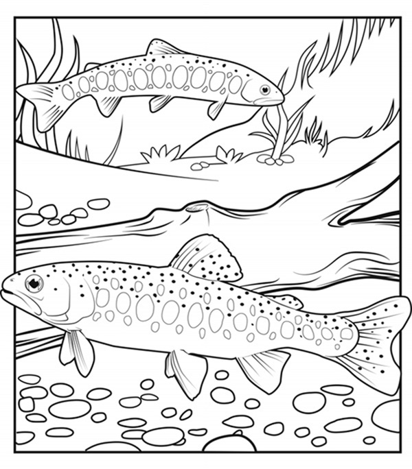 Illustration de deux truites arc-en-ciel de l'Athabasca sous l'eau.