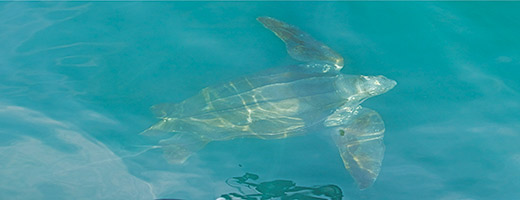 Tortues de mer