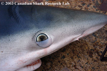 Figure 1 : The nictitating membrane can be seen on this example of a blue shark.