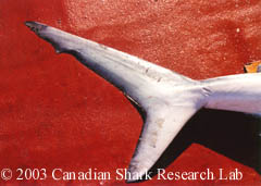 Blue Shark tail fin