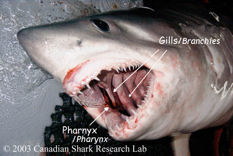 Figure 2 : Gills of a porbeagle shark seen from the inside of the mouth.