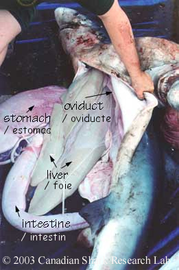 Figure 4 : Internal organs of a female Blue Shark.