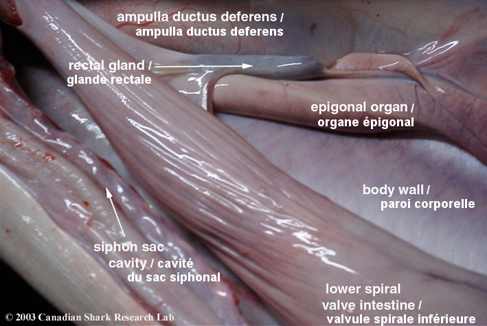 Figure 3 : Photo showing the rectal gland and lower intestine of a porbeagle shark.
