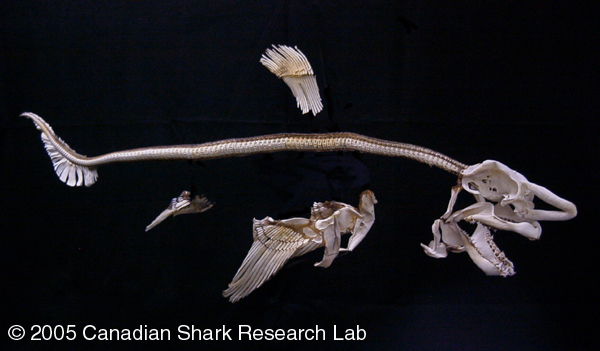 Figure 2 : The skeleton of a porbeagle shark.
