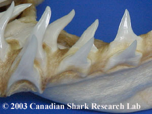 Figure 5 : Mako teeth