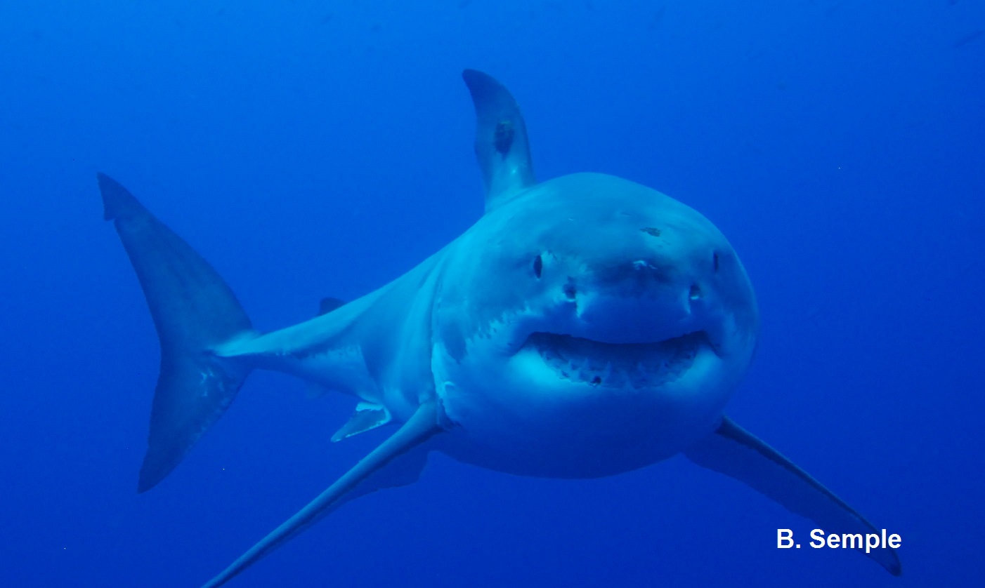 White shark swimming underwater toward the camera. © B. Semple.