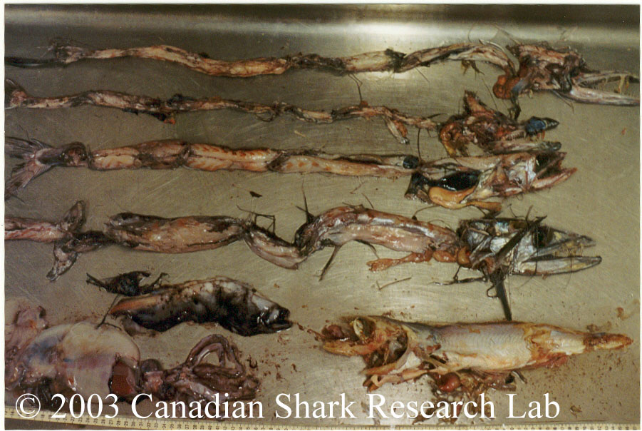 Figure 1: Stomach contents of a fish-eating porbeagle shark.
