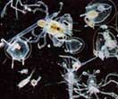 Figure 4 : Plankton