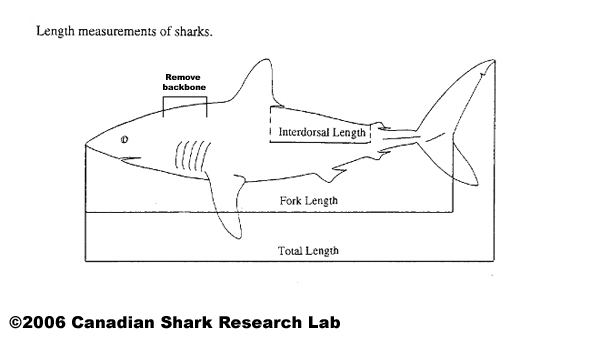 Figure 2 : Sark diagram