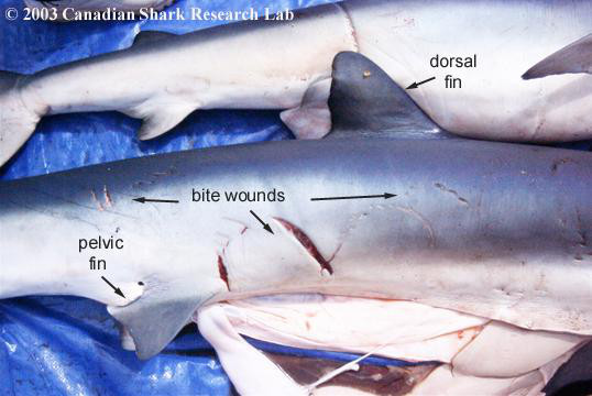 Figure 11: Matinc scars on a female blue shark.