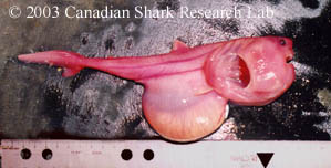 Figure 15 : Porbeagle embryo. Note the yolk stomach which looks like a distended belly under the embryo.