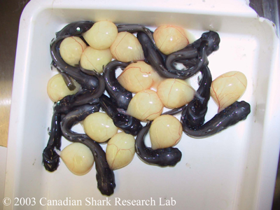 Figure 16 : Black dogfish embryos (Courtesy of Einar Àsgeirsson and Ingibjörg Jónsdóttir, Iceland).