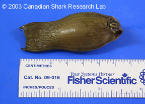 Figure 18 : The egg case of a deepsea cat shark (as seen above).