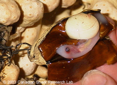 Figure 19 : A deepsea cat shark embryo within the egg case. Notice the large yolk sac which nourishes it while developing inside the egg case.