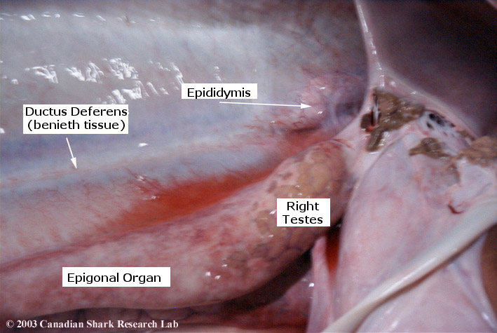 Figure 2 : A close up view of the right testes of a porbeagle.