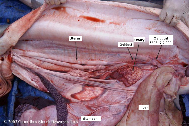 Figure 4 : Internal anatomy of a mature female blue shark.