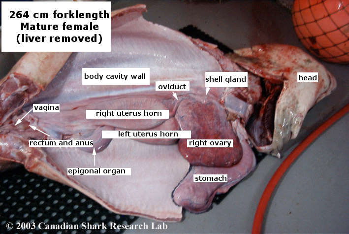 Figure 5 : Internal anatomy of a mature female porbeagle shark.