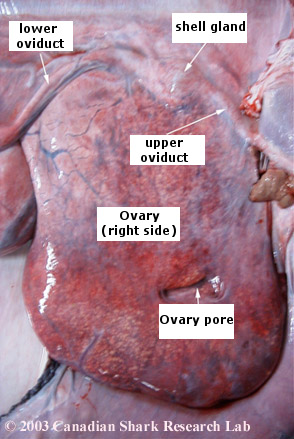 Figure 6 : A close up view of the right ovary of a porbeagle