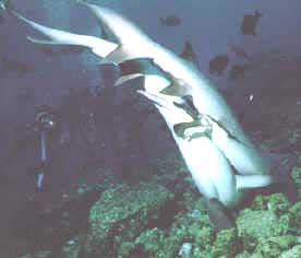 Figure 8 : Mating sharks