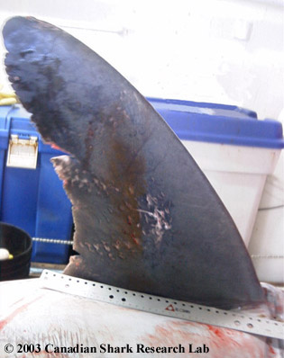 Figure 9: Mating scars on pectoral fin.