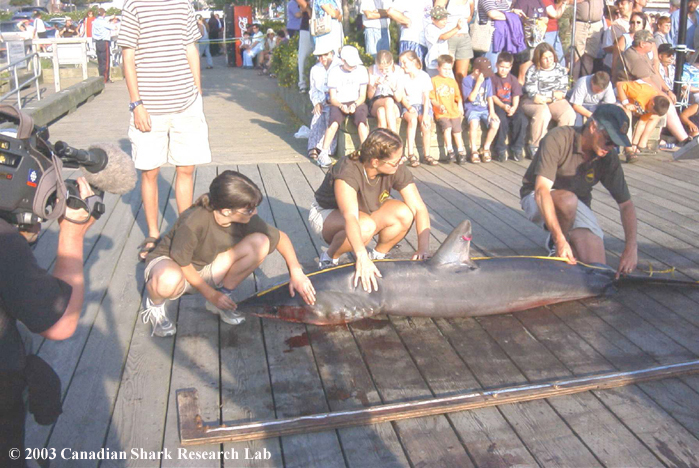 Scientific team measuring a shark.