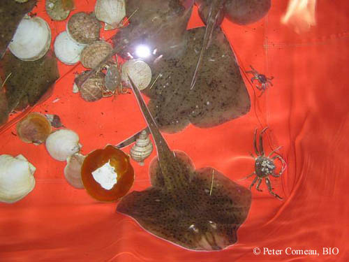 Raie tachetée (Leucoraja ocellata), raie hérisson (Leucoraja erinacea) et raie à queue de velours (Malacoraja senta) vivantes à bord d'un navire, dans un vivier.