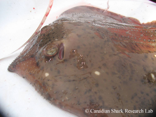 A live male thorny skate (Amblyraja radiata) on deck, with the left eye and spiracle clearly visible