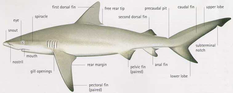 A diagram of a typical shark showing the different types of fins. Photo modified from Sharks. 1998. L Compagno, C Simpfendorfer, JE McCosker, K Holland, C Lowe, B Wetherbee, A Bush and C Meyer. Readers Digest Series, Weldon Owen Pty Ltd, Pleasantville NY.