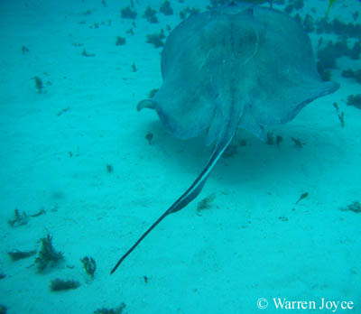 A tropical species, the southern stingray (Dasyatis americana) (shown above) has a long slender tail typical of stingrays and batrays.