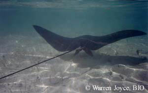 A spotted eagle ray (Aetobatus narinari). Note the very long, slender tail with a venomous spine