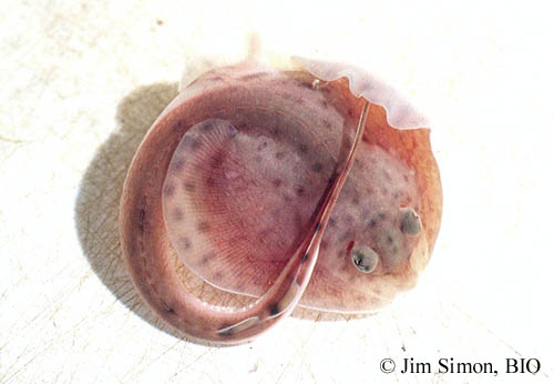 Embryon de raie tachetée (Leucoraja ocellata) retiré de sa capsule d'œuf. Noter le bout allongé de la queue.