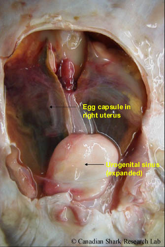 The reproductive tract of a spawning-stage female thorny skate (Amblyraja radiata). Two fully-formed egg capsules are visible in the uteri posterior to the shell glands. The urogenital sinus is greatly expanded.