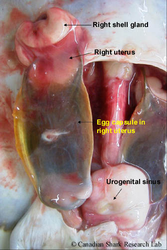 The reproductive tract of a spawning-stage female thorny skate (Amblyraja radiata). The right reproductive tract has been partially removed from the body cavity to show the right shell gland and the fully-formed egg capsule within the uterus.