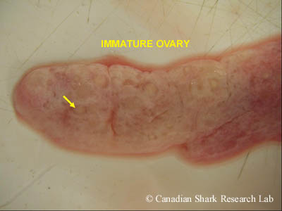 The ovary from an immature winter skate (Leucoraja ocellata). Note the small, indistinct whitish ova embedded in the connective tissue.