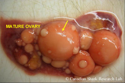 The ovary from a mature winter skate (Leucoraja ocellata). Note the very large, yellowish-orange vitellogenic ova ready to be ovulated, and the smaller ova of varying sizes and vitellogenic states.