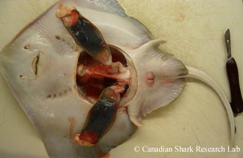 A mature female thorny skate (Amblyraja radiata) opened for examination of the reproductive tract. Two fully developed egg capsules are visible in the uteri below the shell glands.