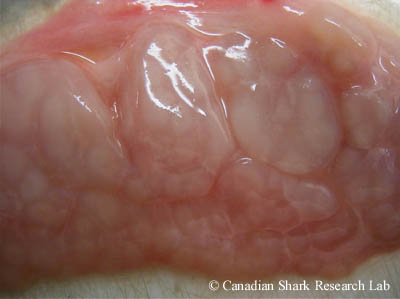 The testes of a mature male thorny skate (Amblyraja radiata). Note the bulging testicular lobes.